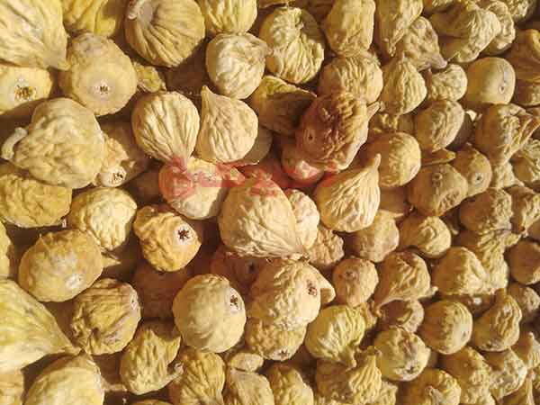 انجیر خشک برای عرضه به بازار و قیمت گذاری لازم است که بر اساس فاکتورهای مختلف دسته بندی شود. یکی از فاکتورهای بسته بندی انجیر، جداسازی آنها بر اساس سایز میباشد. انجیر 3a درشت ترین انجیر بازار است که دارای قیمت بالاتری نسبت به سایر انجیرها میباشد. قطر دانه هایی که در این گرید قرار میگیرند، بین 24 تا  ...